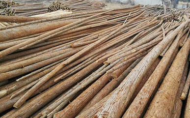 杉木樁批發(fā)是否能保證質(zhì)量和服務(wù)?